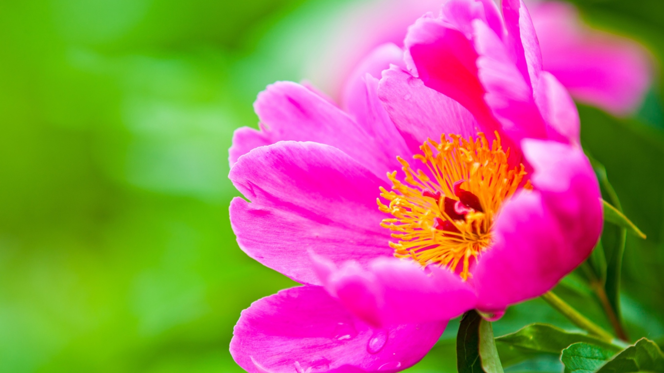 Bright Pink Flower wallpaper 1366x768