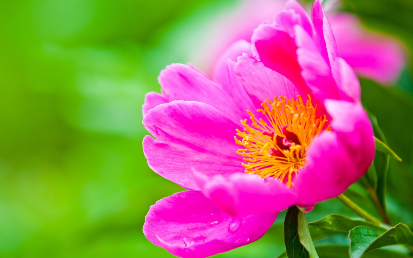 Fondo de pantalla Bright Pink Flower 1440x900