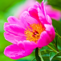 Fondo de pantalla Bright Pink Flower 208x208