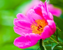 Sfondi Bright Pink Flower 220x176