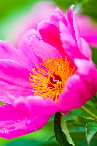 Bright Pink Flower screenshot #1 320x480