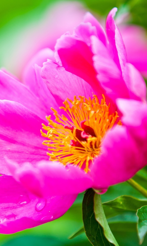 Bright Pink Flower wallpaper 480x800