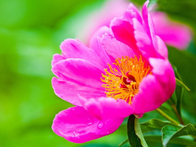Fondo de pantalla Bright Pink Flower 640x480
