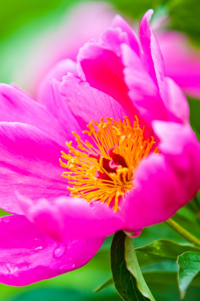 Sfondi Bright Pink Flower 640x960
