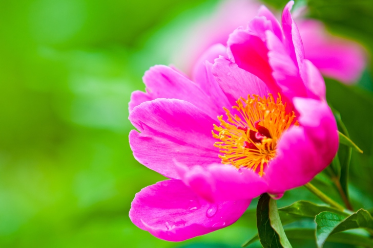 Fondo de pantalla Bright Pink Flower