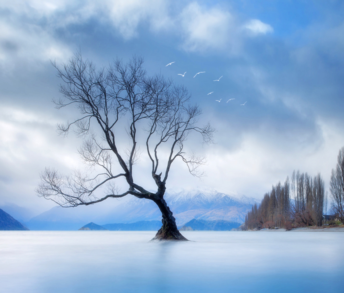 Sfondi Lonely Tree At Blue Landscape 1200x1024