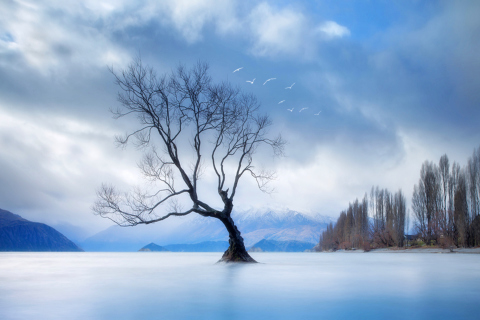 Sfondi Lonely Tree At Blue Landscape 480x320