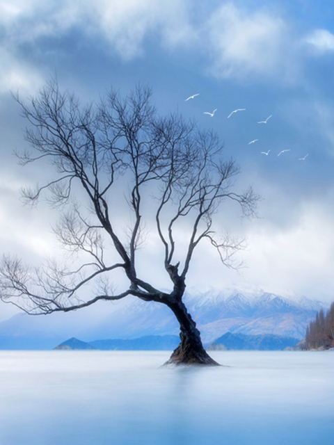 Das Lonely Tree At Blue Landscape Wallpaper 480x640