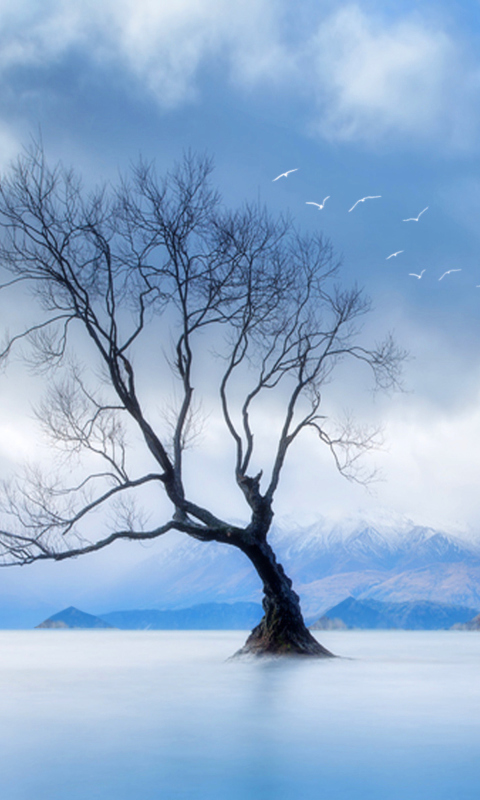 Lonely Tree At Blue Landscape wallpaper 480x800