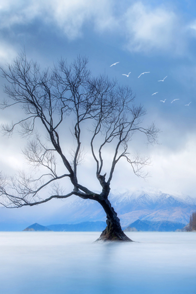 Das Lonely Tree At Blue Landscape Wallpaper 640x960