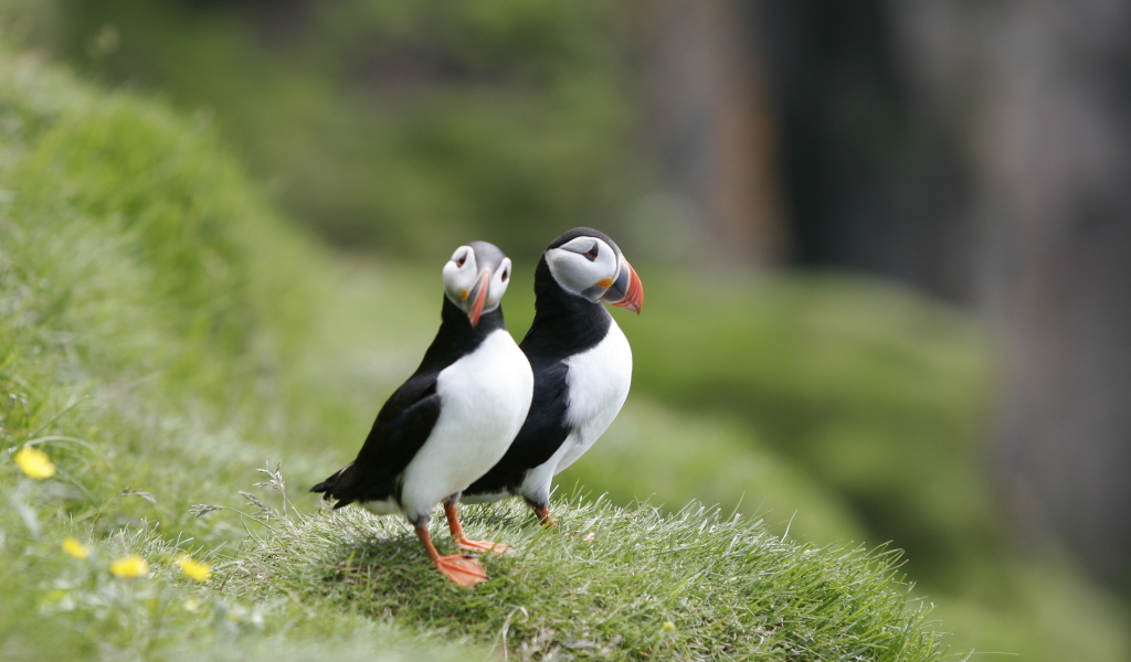 Couple Of Puffins wallpaper 1024x600