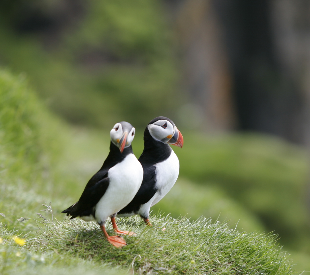 Couple Of Puffins wallpaper 1080x960