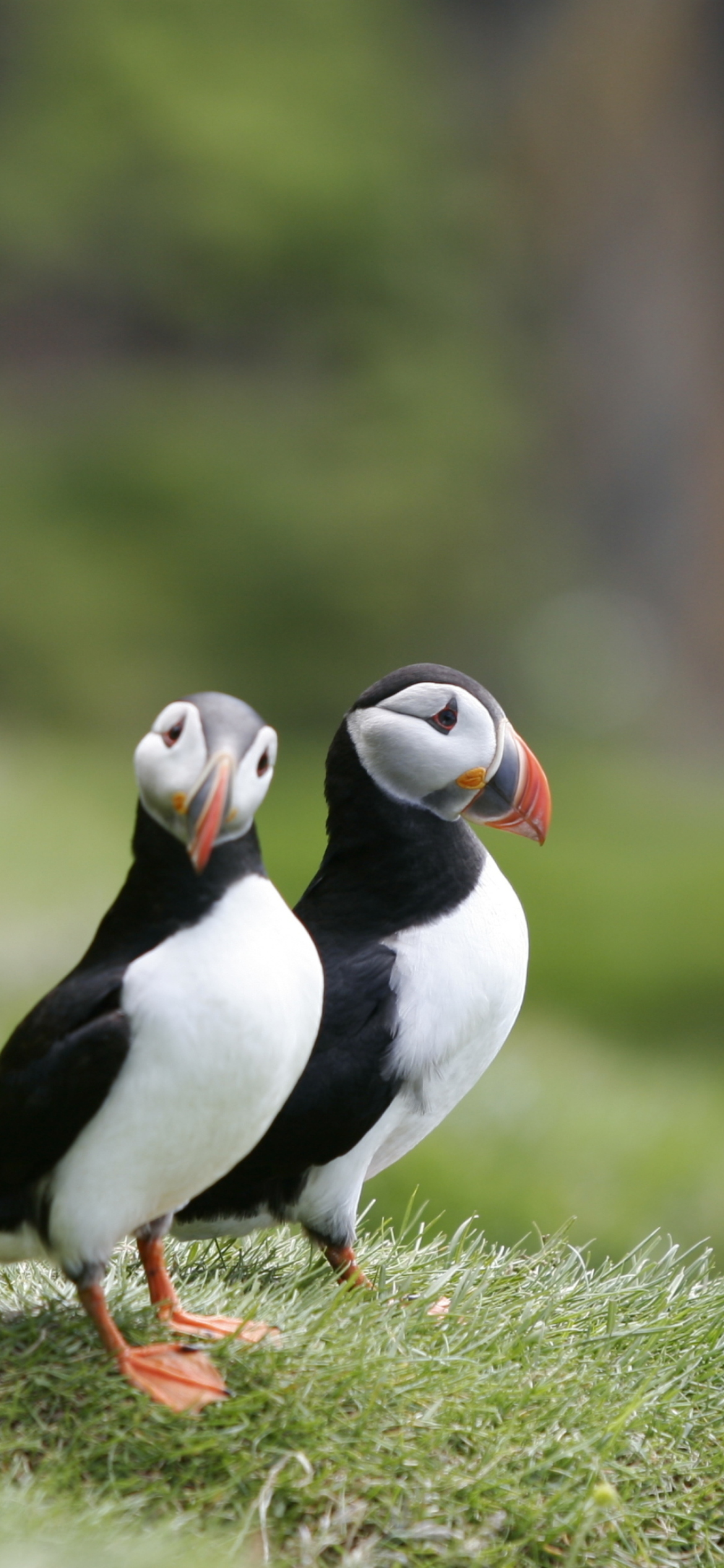 Das Couple Of Puffins Wallpaper 1170x2532