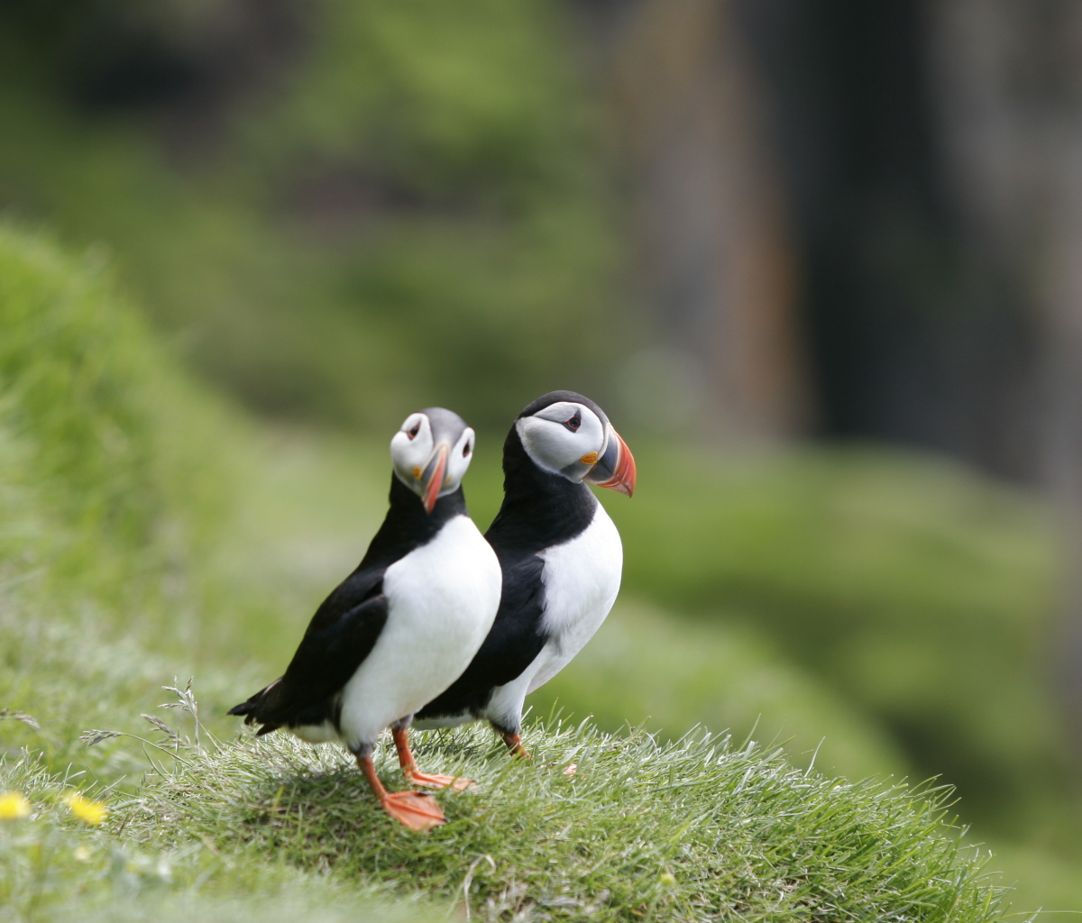 Screenshot №1 pro téma Couple Of Puffins 1200x1024