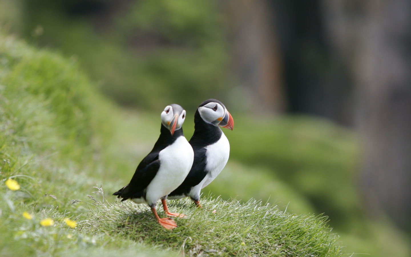 Couple Of Puffins wallpaper 1440x900