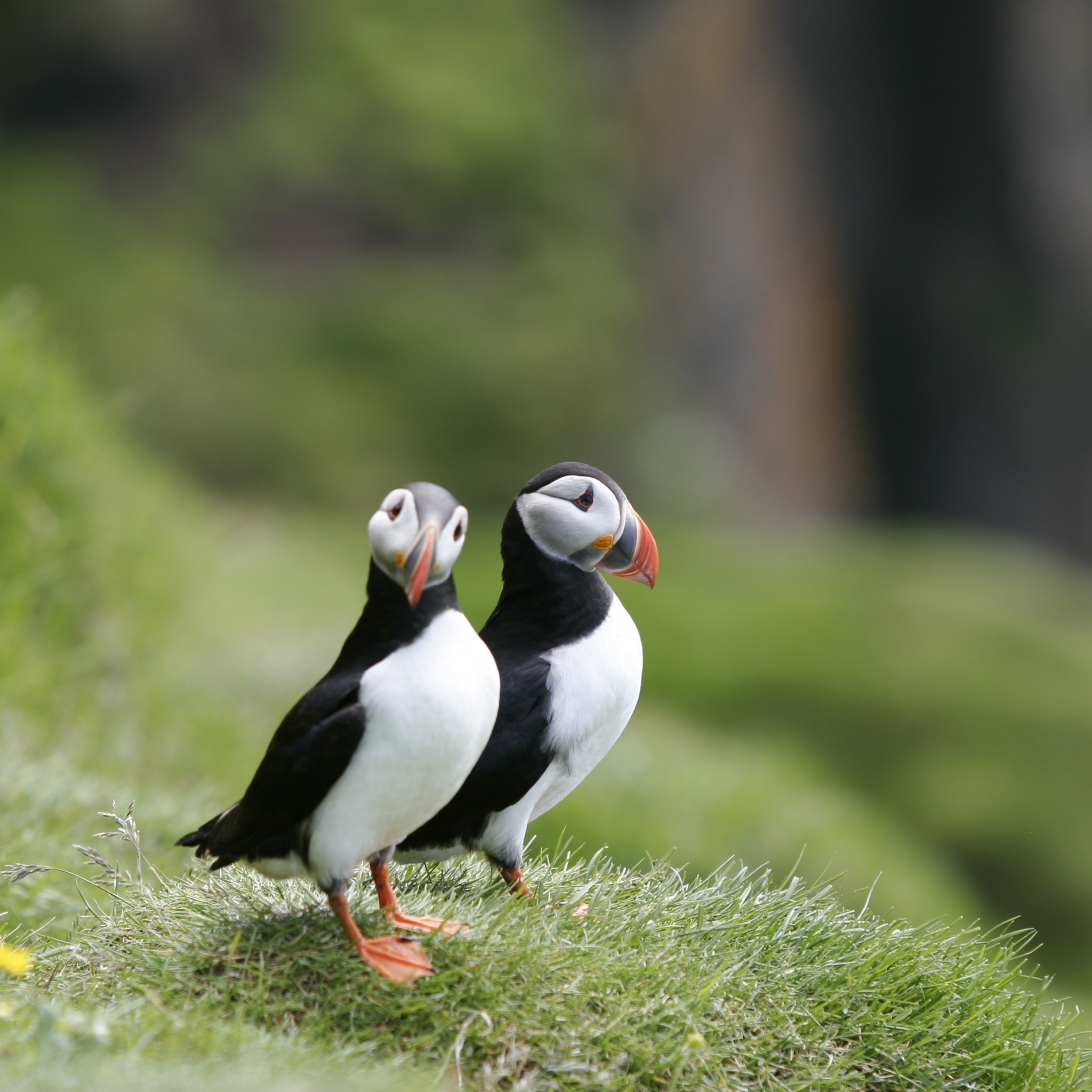 Screenshot №1 pro téma Couple Of Puffins 2048x2048
