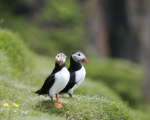 Couple Of Puffins wallpaper 220x176