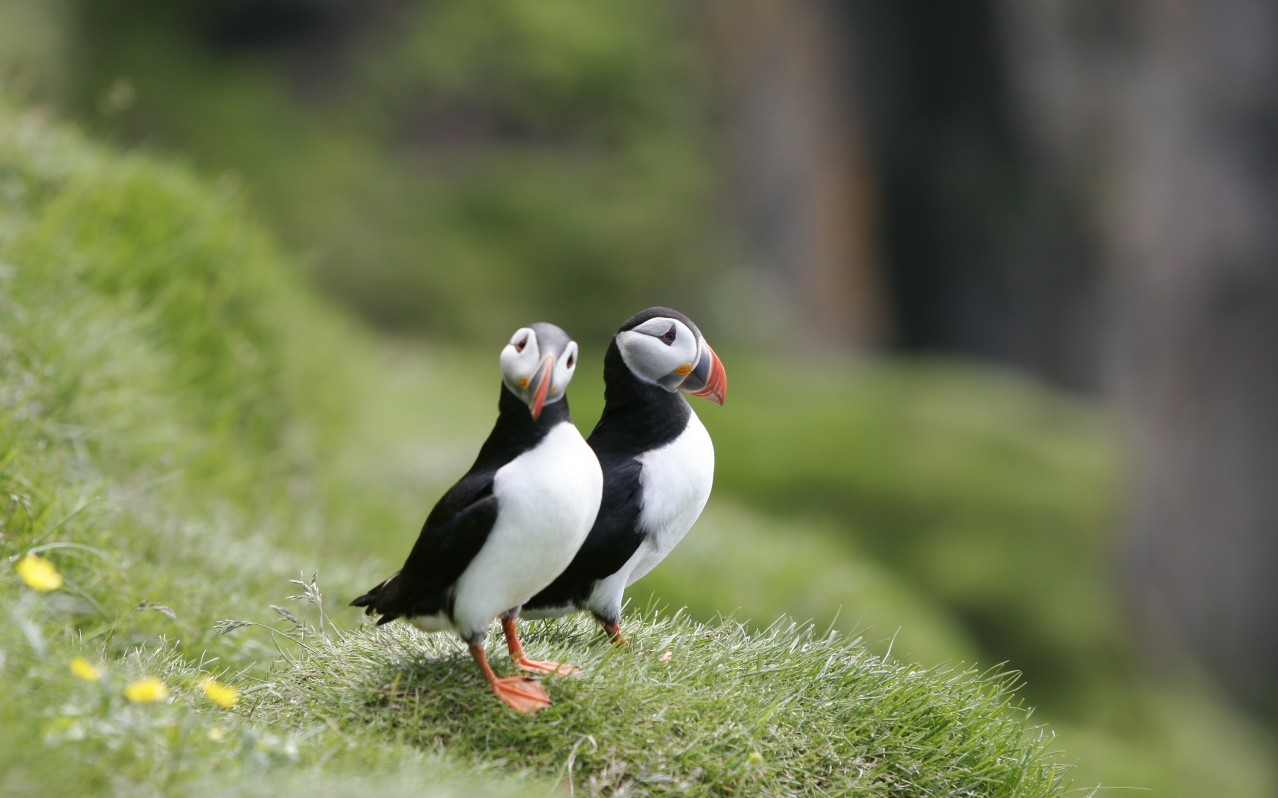 Couple Of Puffins wallpaper 2560x1600
