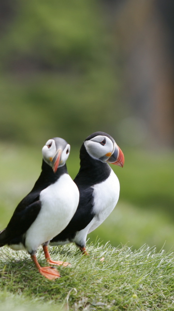 Das Couple Of Puffins Wallpaper 360x640