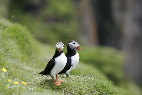 Couple Of Puffins wallpaper 480x320