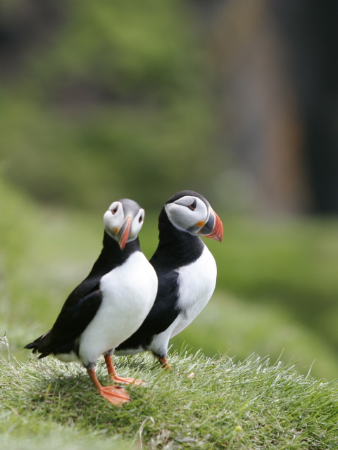 Das Couple Of Puffins Wallpaper 480x640