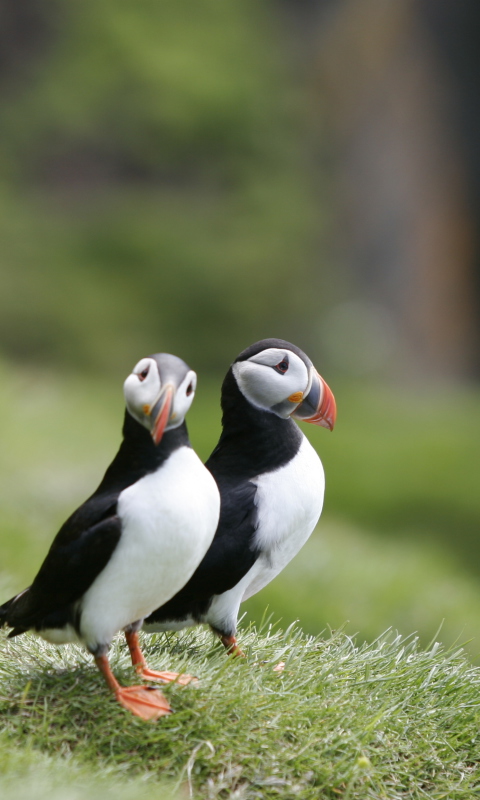 Couple Of Puffins wallpaper 480x800