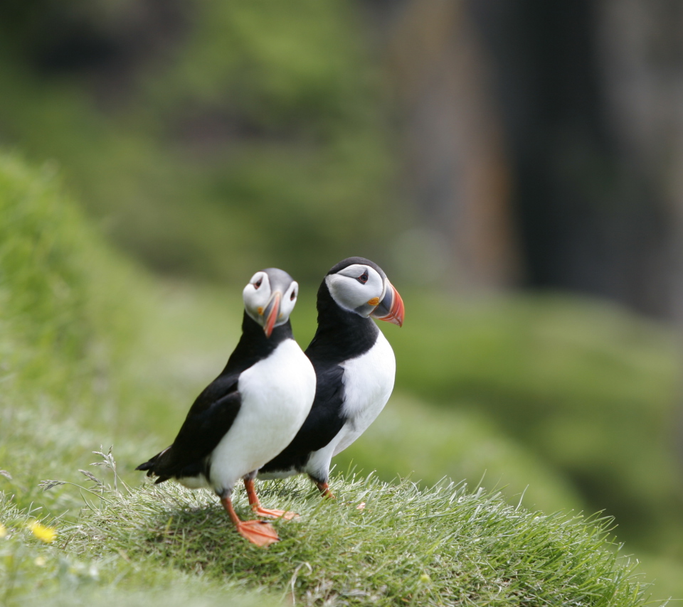 Couple Of Puffins wallpaper 960x854