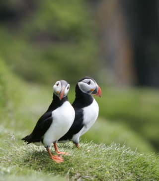 Couple Of Puffins - Fondos de pantalla gratis para Nokia Asha 311