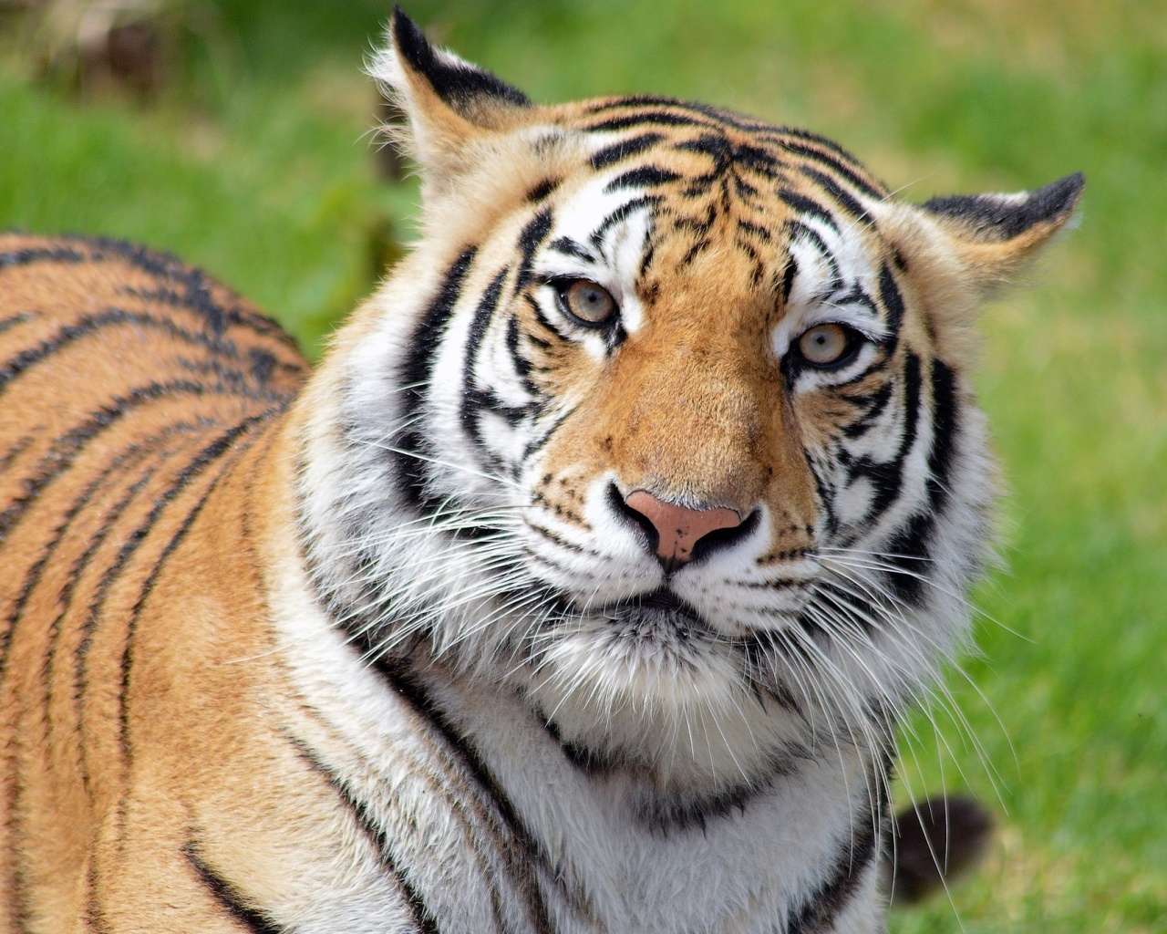 Malayan tiger screenshot #1 1280x1024