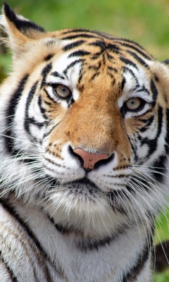 Malayan tiger screenshot #1 240x400