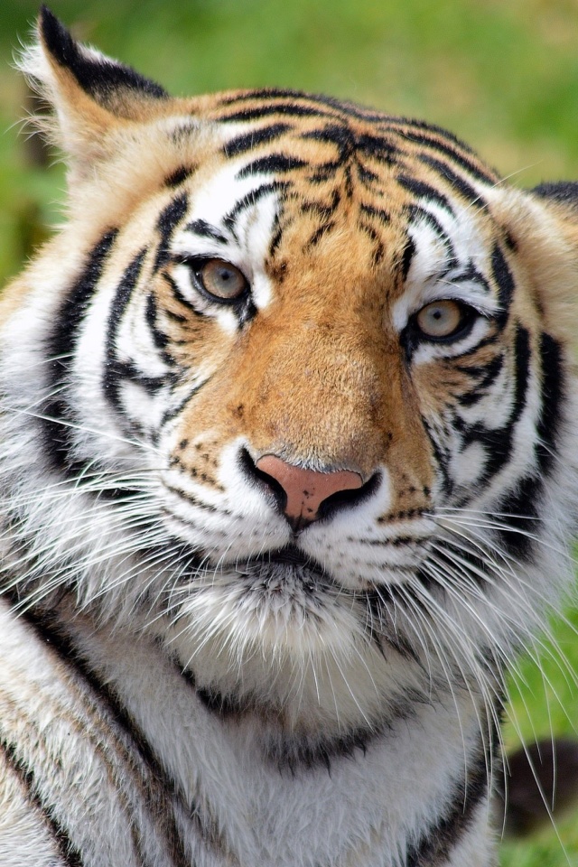 Malayan tiger screenshot #1 640x960