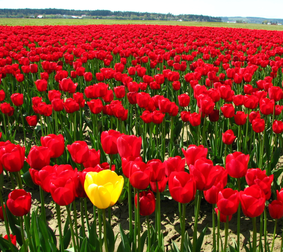 Fondo de pantalla Yellow Tulip 1080x960