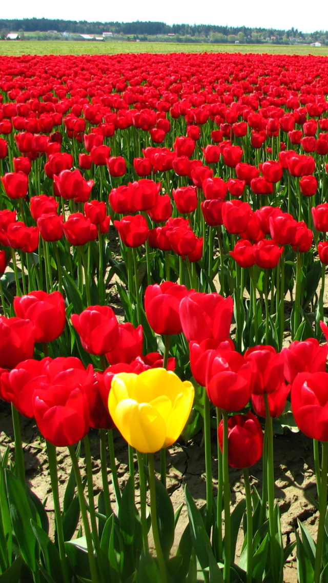 Sfondi Yellow Tulip 640x1136