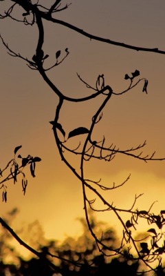 Dark Tree screenshot #1 240x400