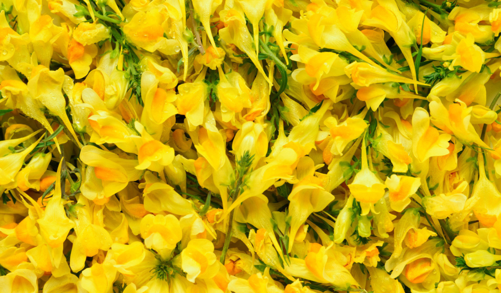 Das Yellow Flowers Wallpaper 1024x600