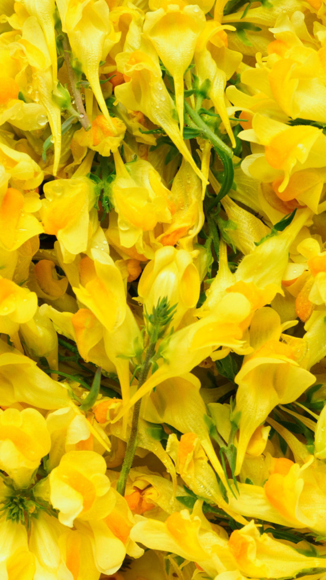 Sfondi Yellow Flowers 1080x1920
