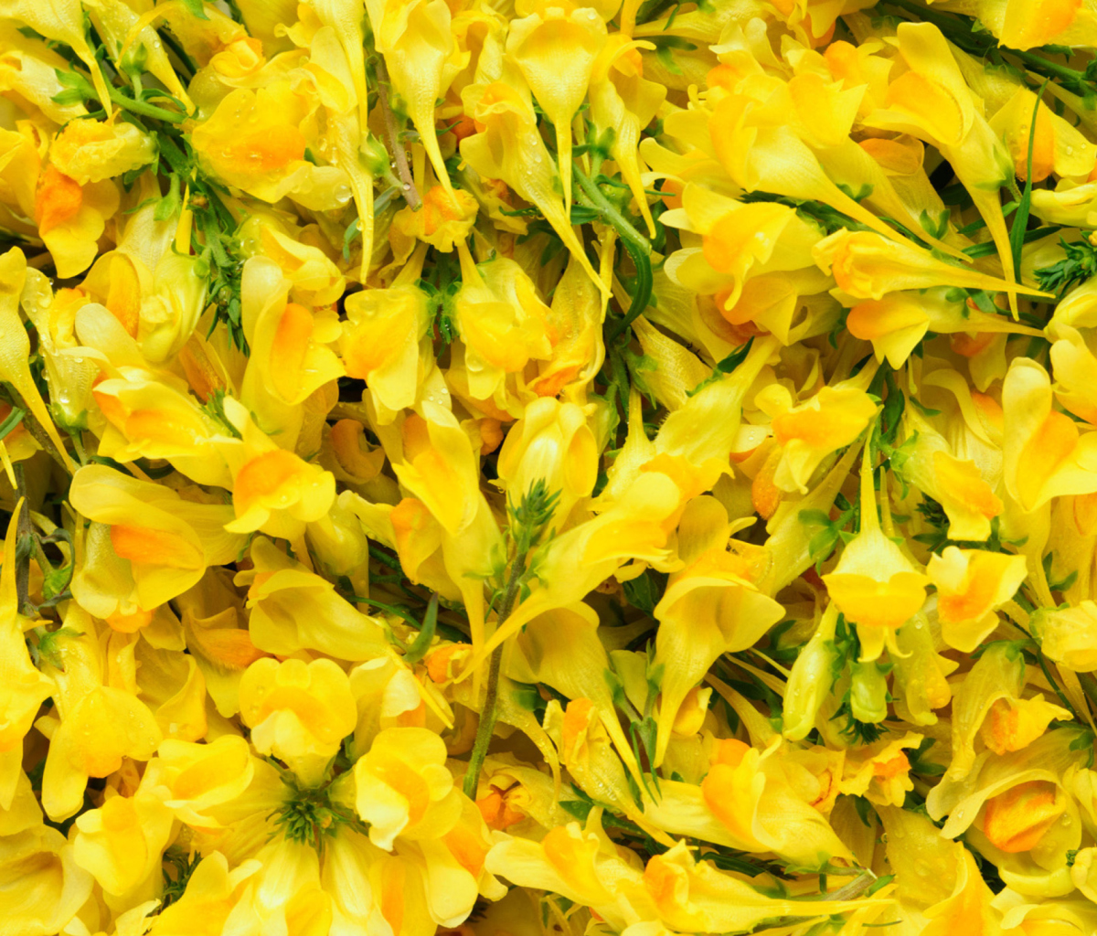 Sfondi Yellow Flowers 1200x1024