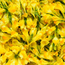 Das Yellow Flowers Wallpaper 128x128
