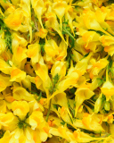 Das Yellow Flowers Wallpaper 128x160