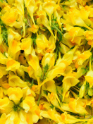Обои Yellow Flowers 132x176