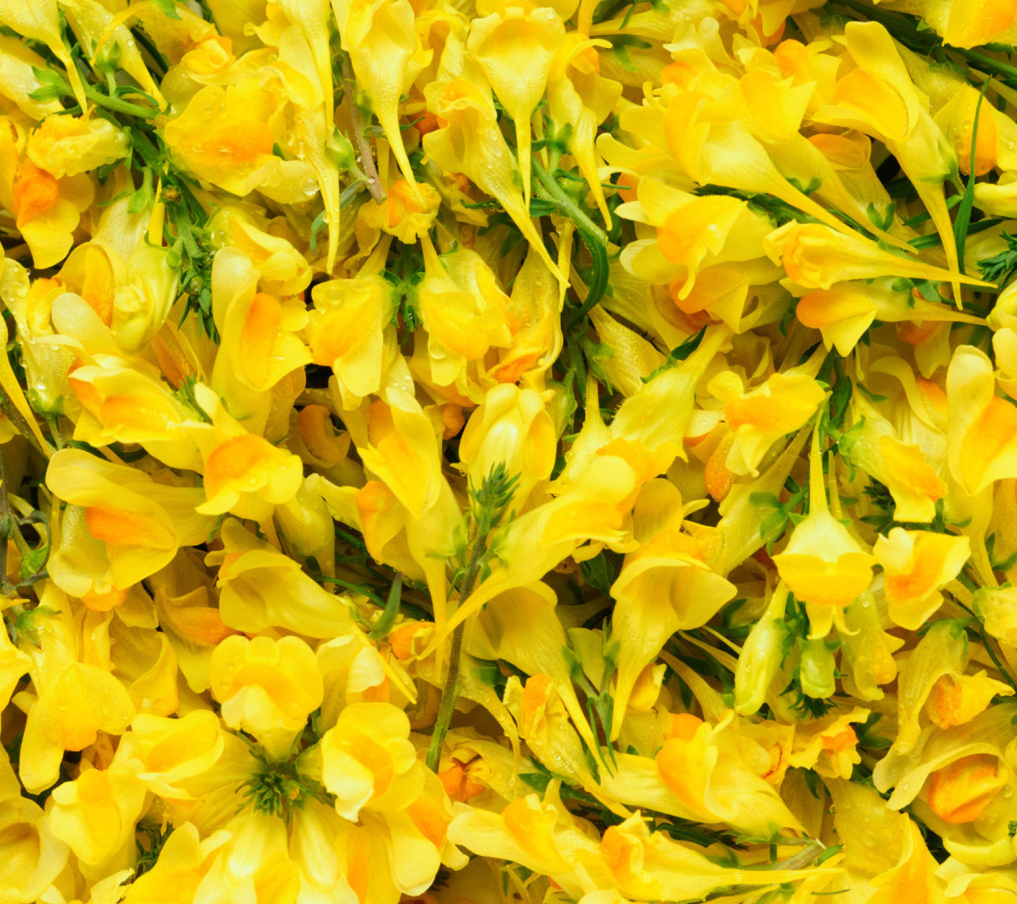 Fondo de pantalla Yellow Flowers 1440x1280