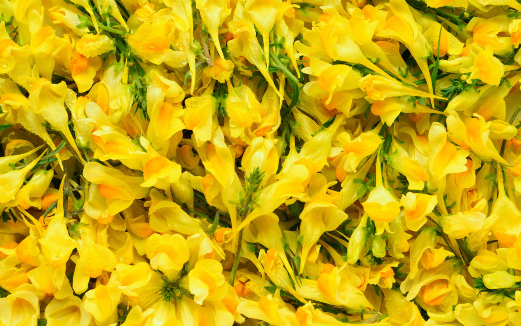 Sfondi Yellow Flowers 1680x1050