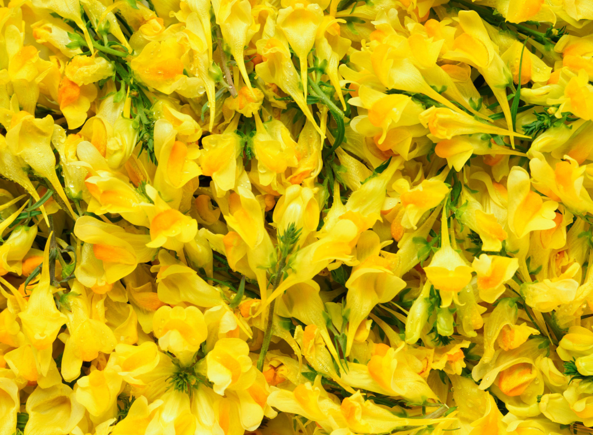 Обои Yellow Flowers 1920x1408