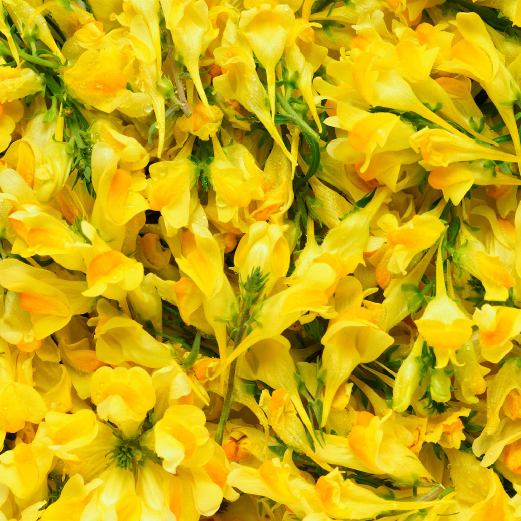 Fondo de pantalla Yellow Flowers 2048x2048