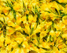 Das Yellow Flowers Wallpaper 220x176