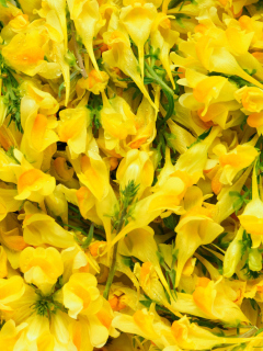 Sfondi Yellow Flowers 240x320