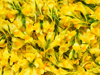 Yellow Flowers screenshot #1 320x240