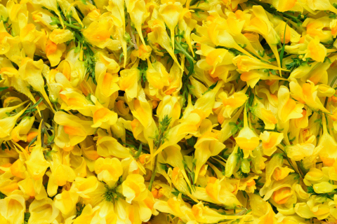 Yellow Flowers screenshot #1 480x320