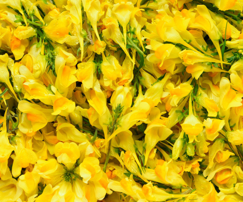 Fondo de pantalla Yellow Flowers 960x800