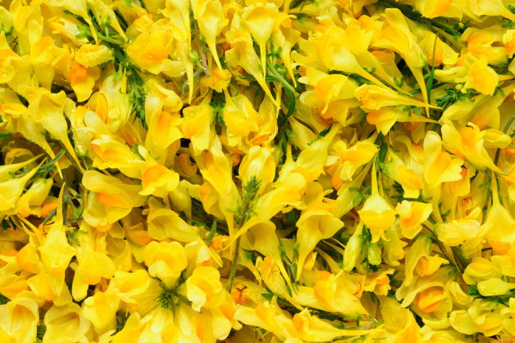 Das Yellow Flowers Wallpaper